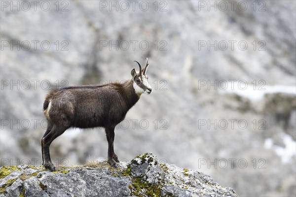 Chamois