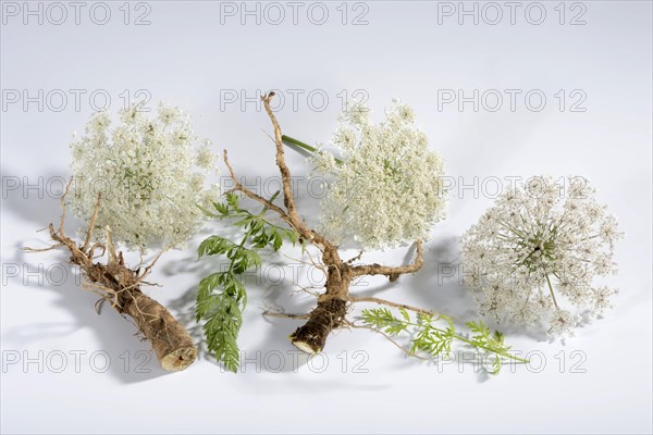 Wild carrot