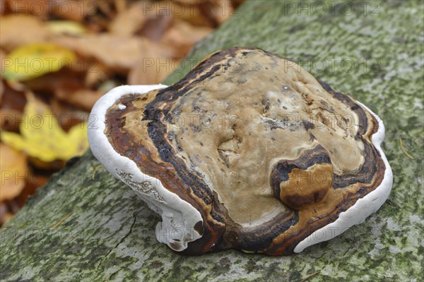 Red Banded Polypore