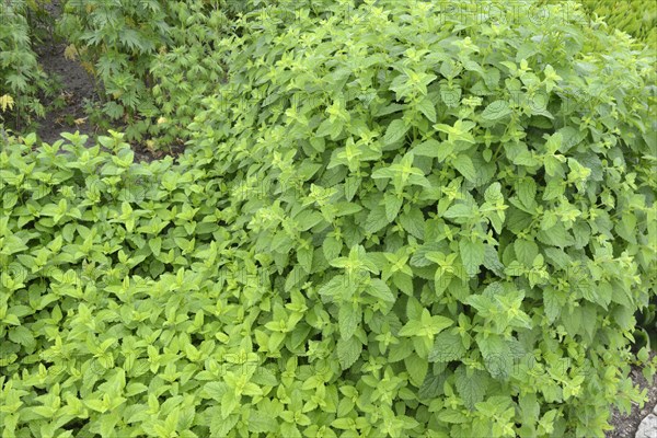 Lemon Balm or Sweet Balm