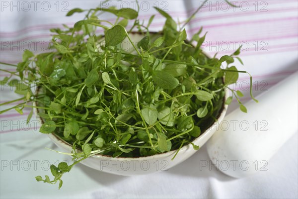 Common chickweed