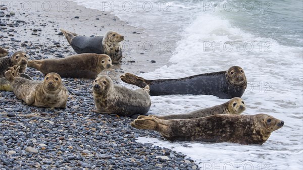 Grey Seal