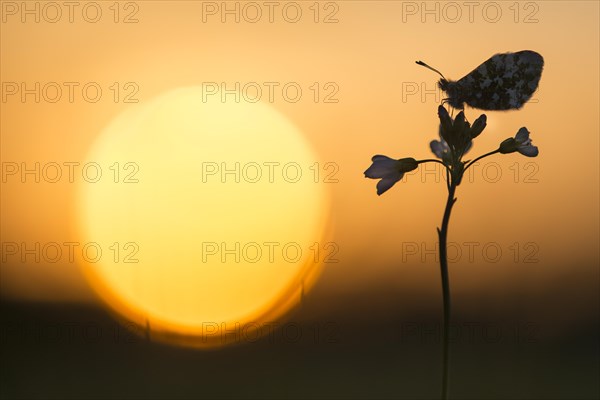 Aurora butterfly in a meadow cuckoo flower at sunset