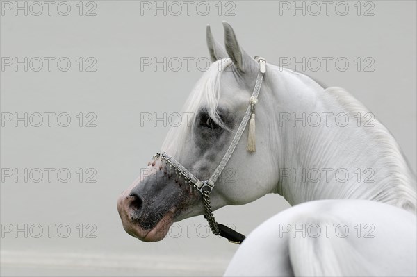 Arabian thoroughbred