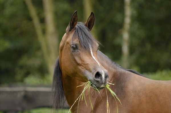 Arabian thoroughbred