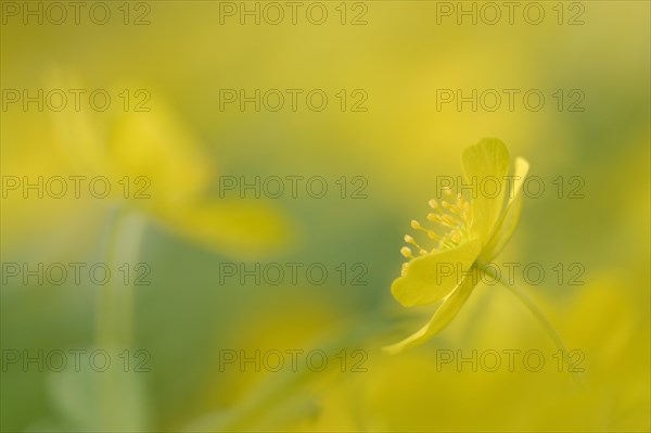 Yellow Anemone