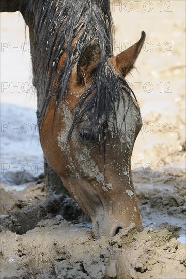 Arabian thoroughbred