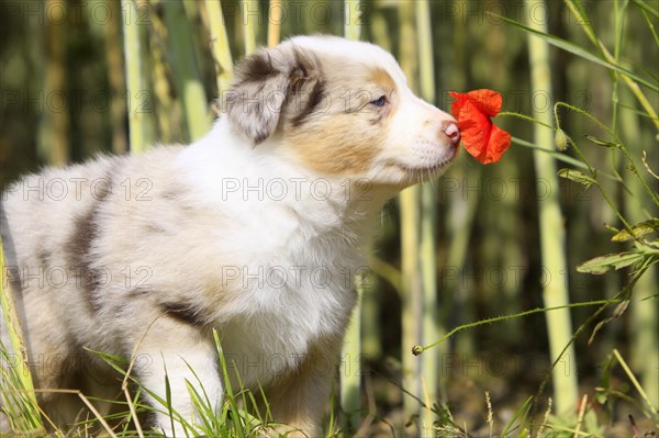 Border collie