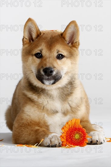 Shiba-Inu