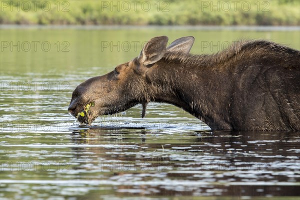 American elk