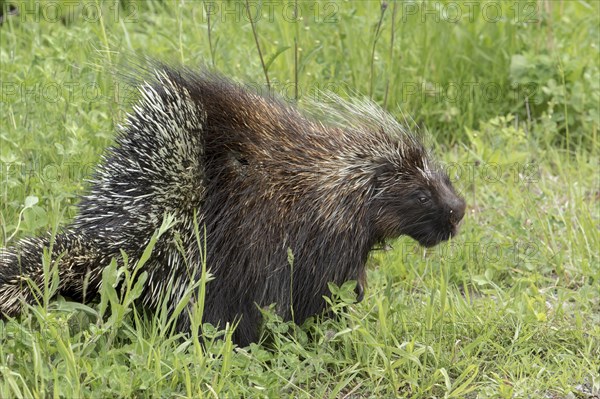 North American porcupine