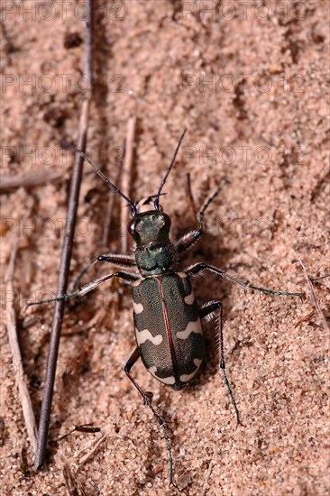 Northern dune tiger beetle