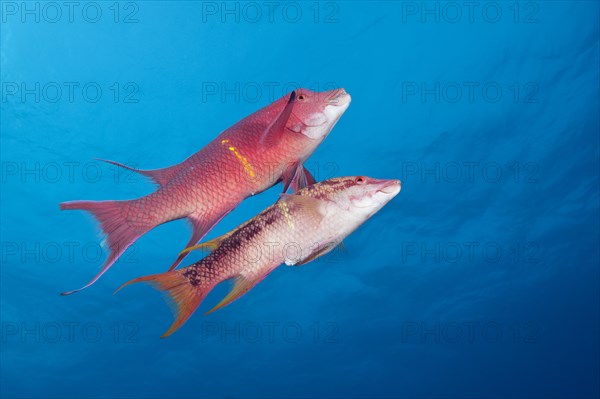 Mexican hogfishes