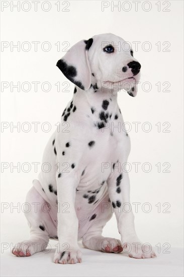 Dalmatian