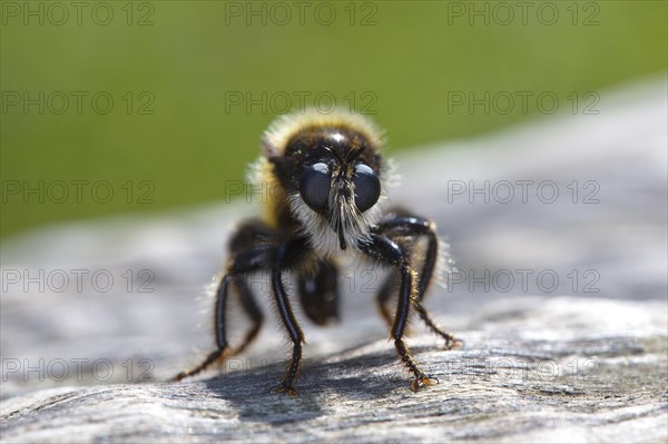 Yellow murder fly