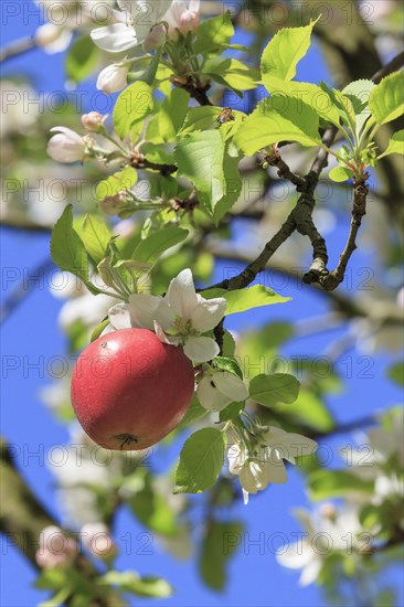 Red apple from the previous year on a flowering apple tree