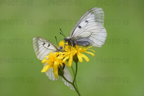 Male Black Apollo