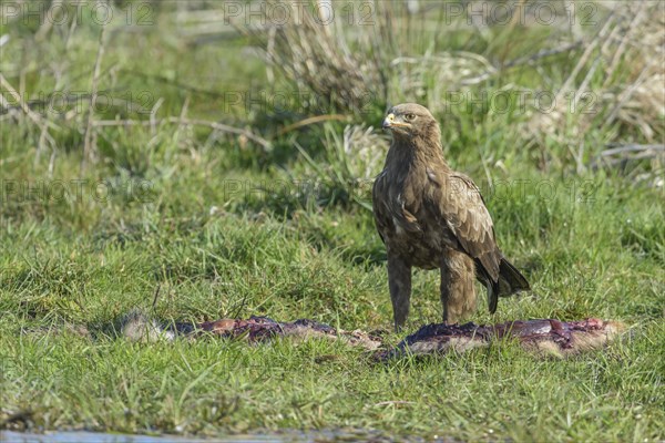 Male Lesser spotted eagle