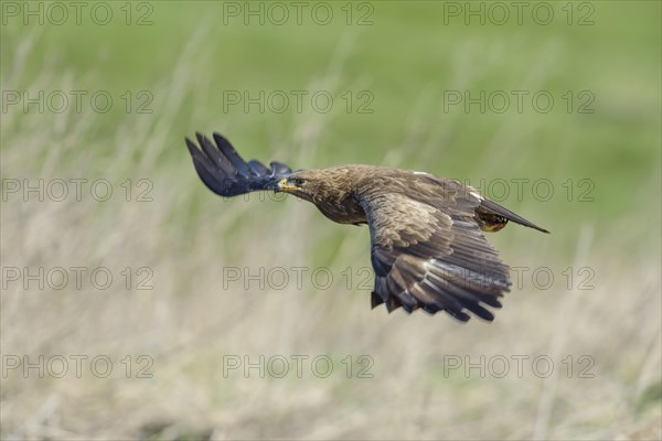 Male Lesser spotted eagle