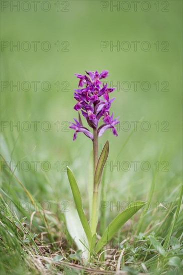 Elder-flowered Orchid