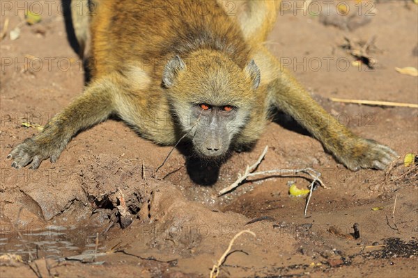 Chacma baboon