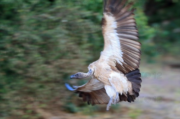 White-backed vulture