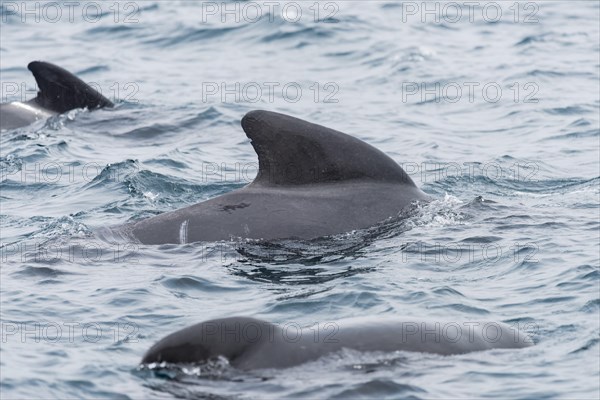 Long-finned pilot whale