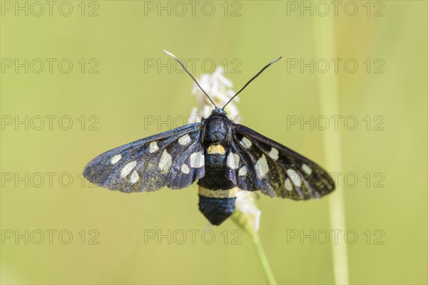 Nine-spotted moth