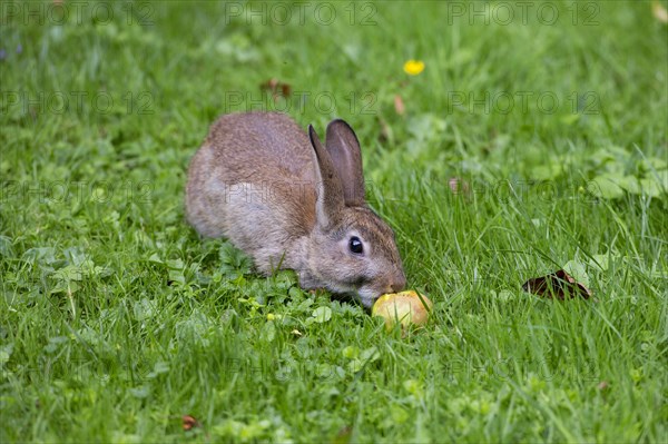 European rabbit