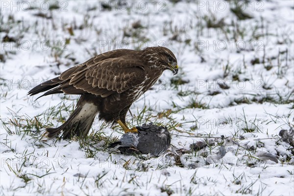 Steppe buzzard