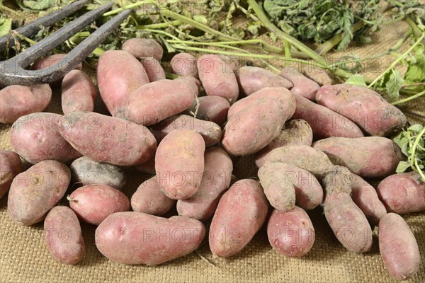 Potatoes