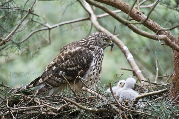 Northern goshawk