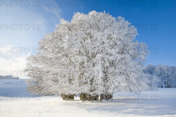 Huge beech tree covered with deep snow under blue sky