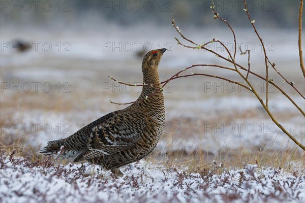 Black grouse