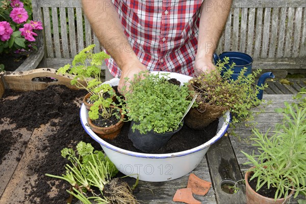 Planting of plant pots with herbs