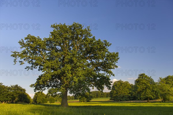 Oak