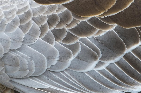 Greylag goose