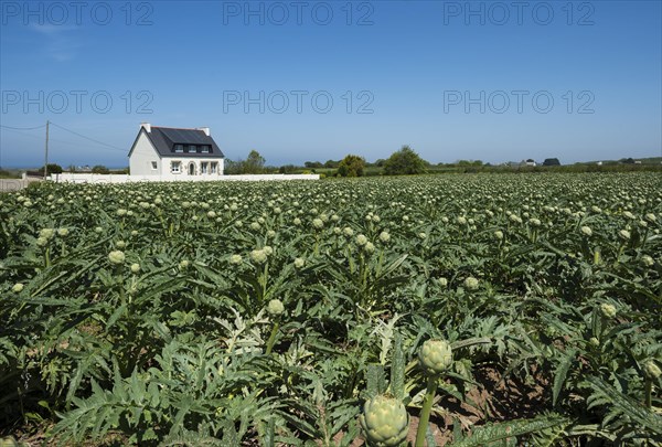 Artichokes