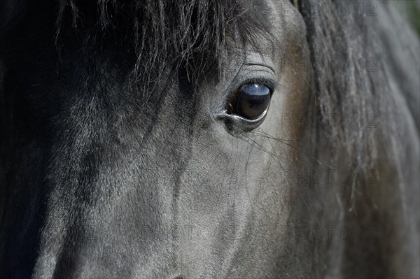 Arabian thoroughbred