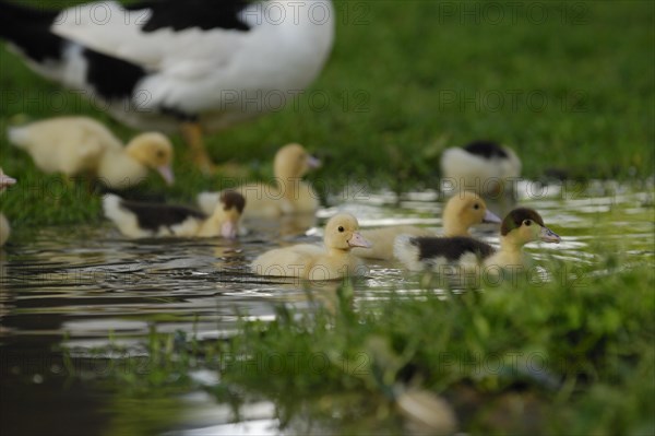 Warty ducks