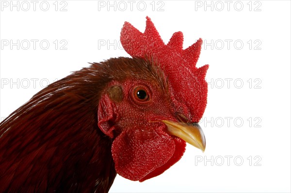 Bantam rooster