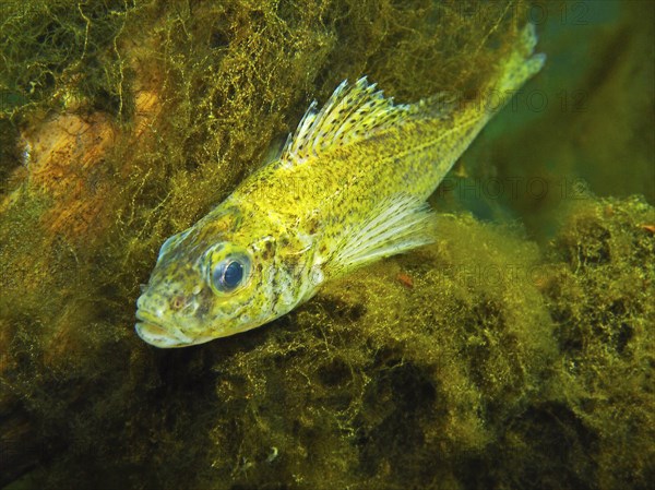 Eurasian Ruffe