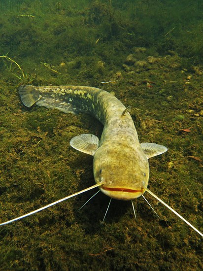 Wels catfish