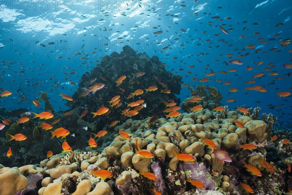 Harem flagfish on the reef