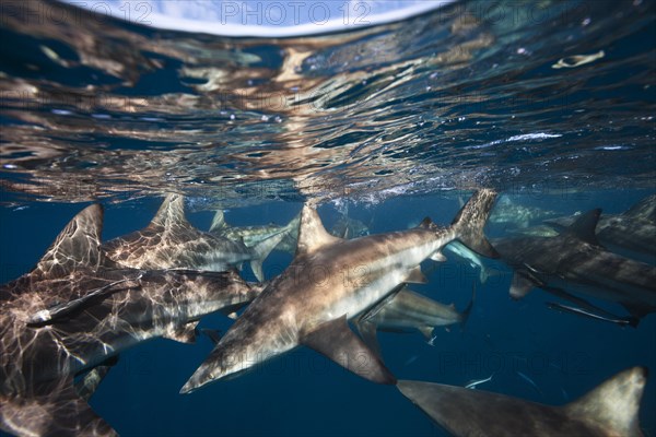 Blacktip Sharks