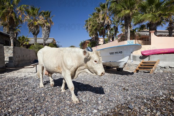 Cattle on the beach of Cabo Pulmo