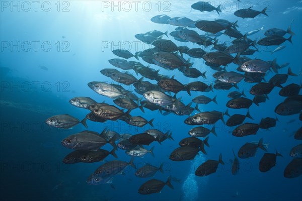 Shoal of Cottonmouth Jack