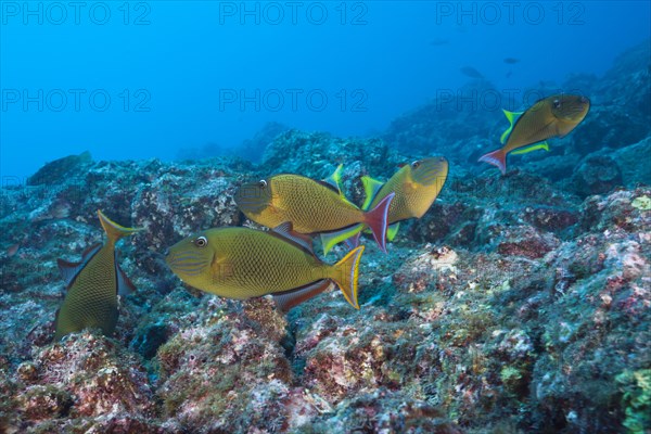 Deep-sea triggerfish