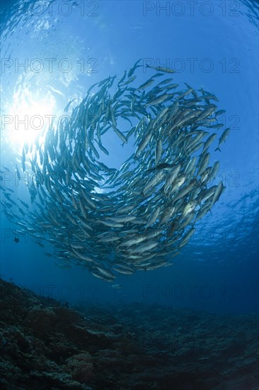 Shoal of bigeye spiny dogfish