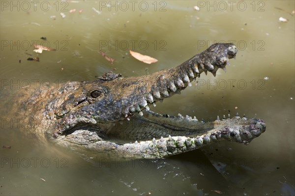 Freshwater crocodile